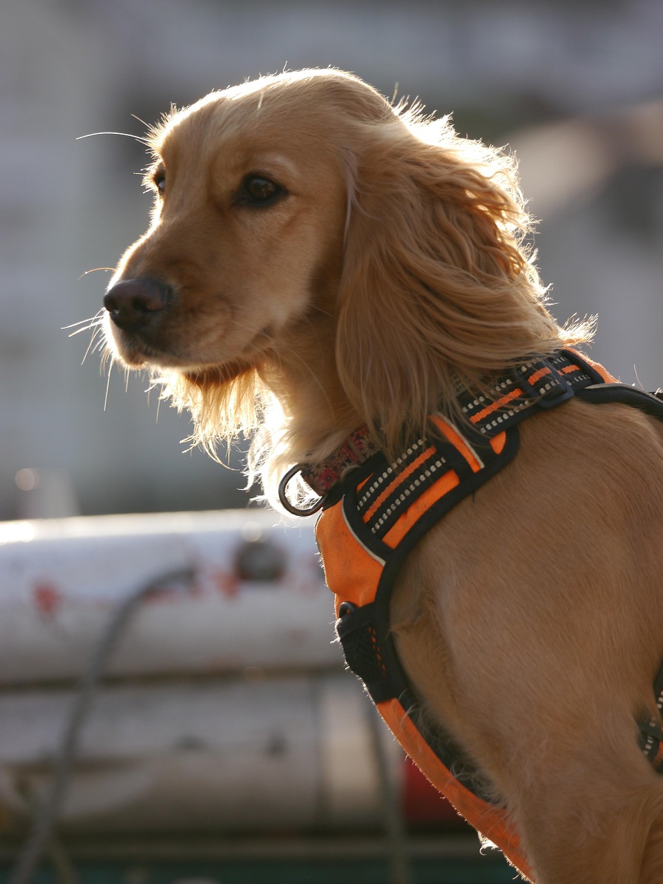 #animal #accessoire