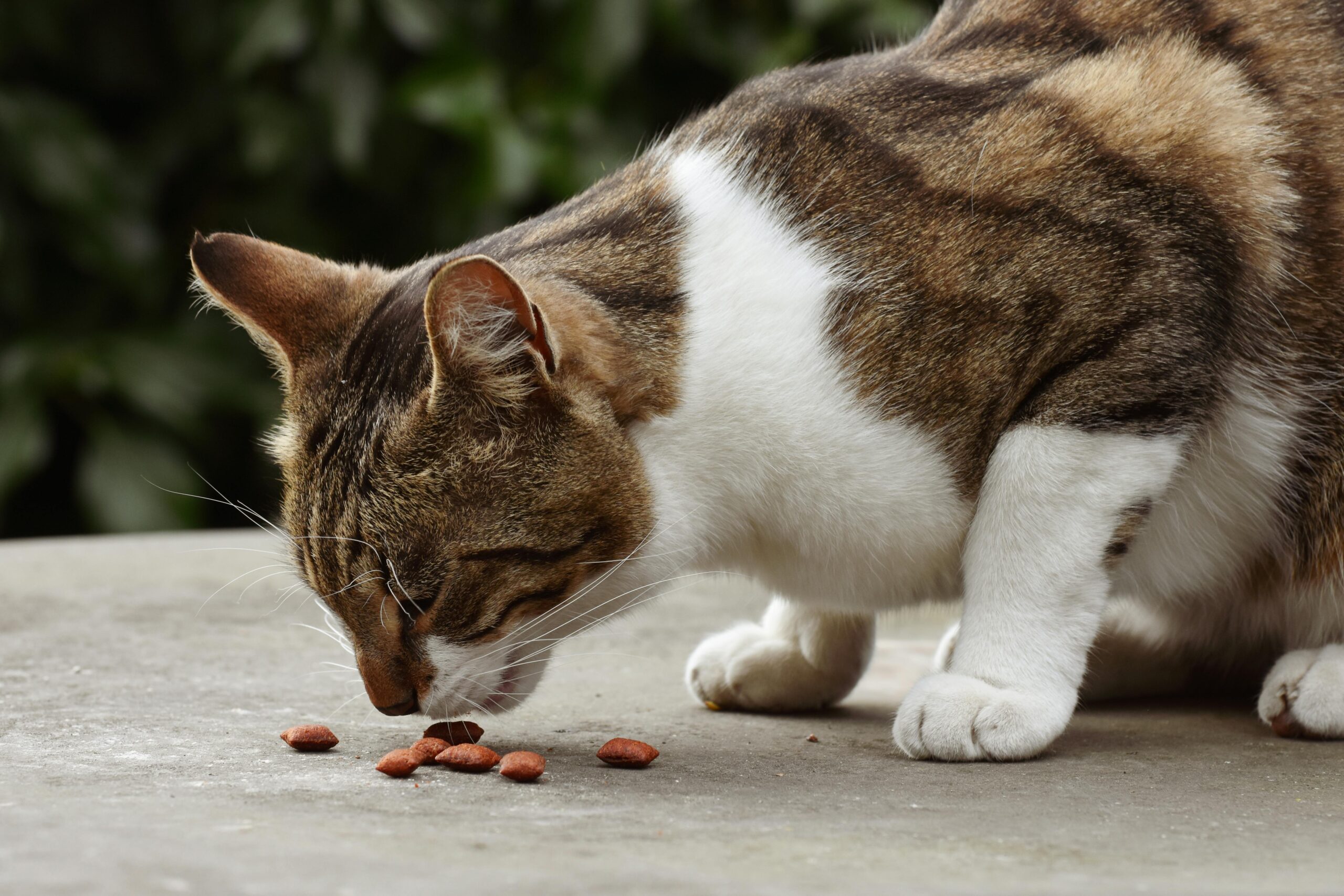 #animal #nourriture #santé